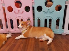 -柯斗斗主题餐厅·狗咖·围炉煮茶·茶饮(国瑞升平里店)