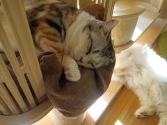-猫和宫(六道口店)
