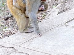 -黔灵山公园