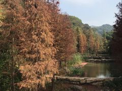 -云溪植物园