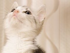 -欣宠猫屋·矮脚拿破仑·蓝金金渐层