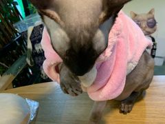 -李小姐の猫咖啡馆(五角场店)