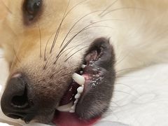 -爱侣宠医·鹦鹉专科·小型哺乳类·异宠专科(灵石路店)