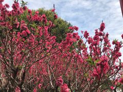 -广州莲花山旅游区