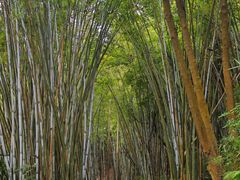 -黄埔油麻山森林公园