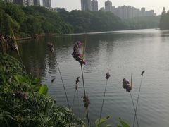 -重庆彩云湖湿地公园