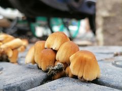 -三叶眼镜城(青云路店)