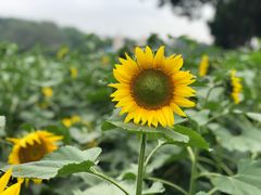-松山湖梦幻百花洲