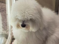-momokira米努特·德文卷毛猫·棉花面纱犬