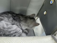 -博特宠物医院24h犬猫全科.骨科·异宠