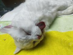 -博特宠物医院24h犬猫全科.骨科·异宠