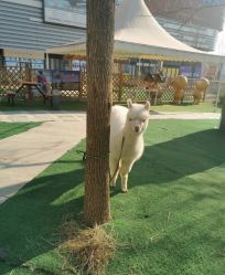 -萌宠亲子动物乐园(槐房万达店)