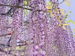 -嘉定紫藤园