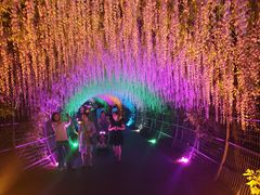 -大塘金香草谷