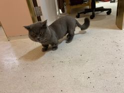 -本小姐美学·半永久纹眉野生眉