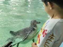 -北戴河圣蓝海洋公园