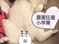 -MOYOYO猫咪咖啡店