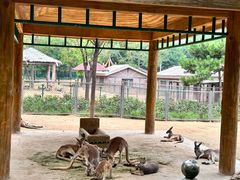 -石家庄市动物园