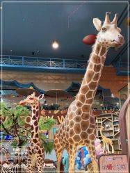 -卡通尼·Safari非洲探索乐园·生日会(金桥国际商业广场店)