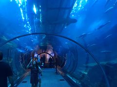 -迪拜水族馆及水下动物园