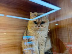 -猫十亿·布偶金渐层·曼基康矮脚猫舍(青年路店)