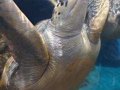 -海合安武汉极地海洋公园