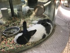 -momokira米努特·德文卷毛猫·棉花面纱犬