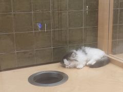 -帕帕拉兹宠物(亚洲旗舰店)