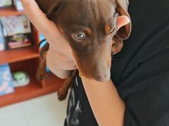 -艾贝尔宠物医院 ·内科全科(梁溪路店)