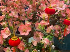 -双季花艺园艺市场(浦东店)