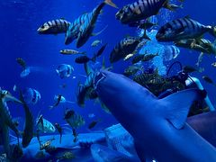 -太平洋海底世界