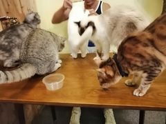 -猫色咖啡·猫咖