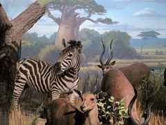 -陕西自然博物馆