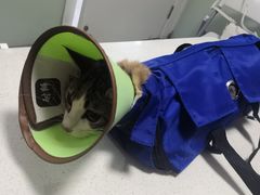 -乐派堂宠物医院·猫友好· 心脏科(东街店)