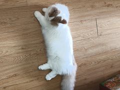 -中农大我爱我爱动物医院·核磁CT·猫病·24小时夜诊中心(石佛营店)