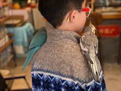 -吉丁鸟咖·异宠·寄养