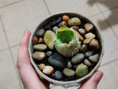 -朝阳正码头