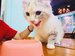 -猫小院猫主题餐厅(三里屯店)