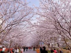 -高东镇樱花园