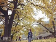 -千年银杏谷文化旅游区
