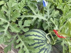 -南汇新场正宗水蜜桃采摘