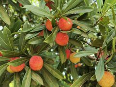 -西山樟坞健康果园枇杷杨梅采摘