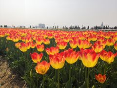 -荷兰花海
