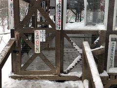 -宫城藏王狐狸村