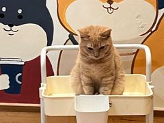 -是阿柴呀！柴犬咖啡·爱喵喵猫咖