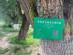 -梨苑林卡金陵山水酒店