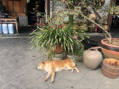 -青城甲(青城山店)