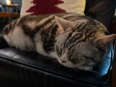 -咖法森林·咖啡  酒吧(天河店)