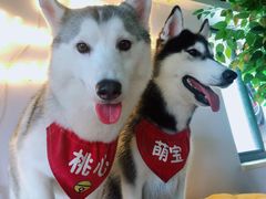 -Husky Go! 哈士奇体验馆·宠物咖啡厅狗咖