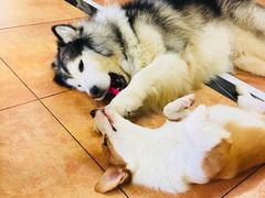 -more than meow吴止猫主题餐厅(承德 中船汇店)